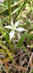 Caladenia marginata