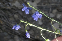 Linum perenne