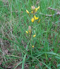 Bulbine bulbosa