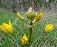 Bulbine bulbosa