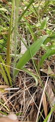 Caladenia marginata