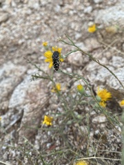 Acmaeodera rubronotata