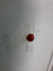 Chilocorus circumdatus