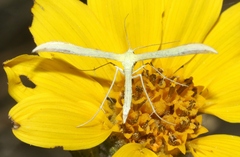 Hellinsia sulphureodactylus