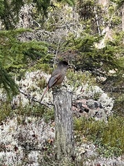 Perisoreus infaustus