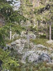 Perisoreus infaustus