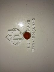 Chilocorus circumdatus