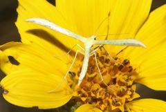 Hellinsia sulphureodactylus