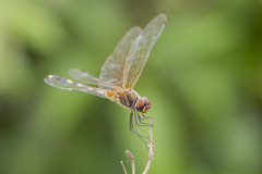Trithemis pallidinervis