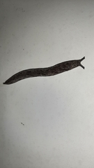 Megapallifera mutabilis