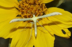 Hellinsia sulphureodactylus