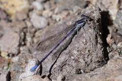 Argia hinei
