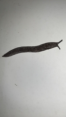 Megapallifera mutabilis