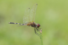 Trithemis pallidinervis