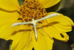 Hellinsia sulphureodactylus