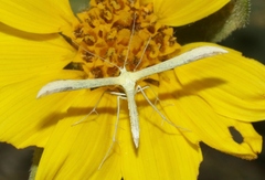 Hellinsia sulphureodactylus