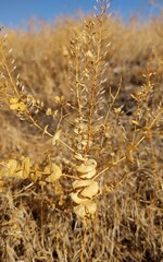 Lepidium perfoliatum