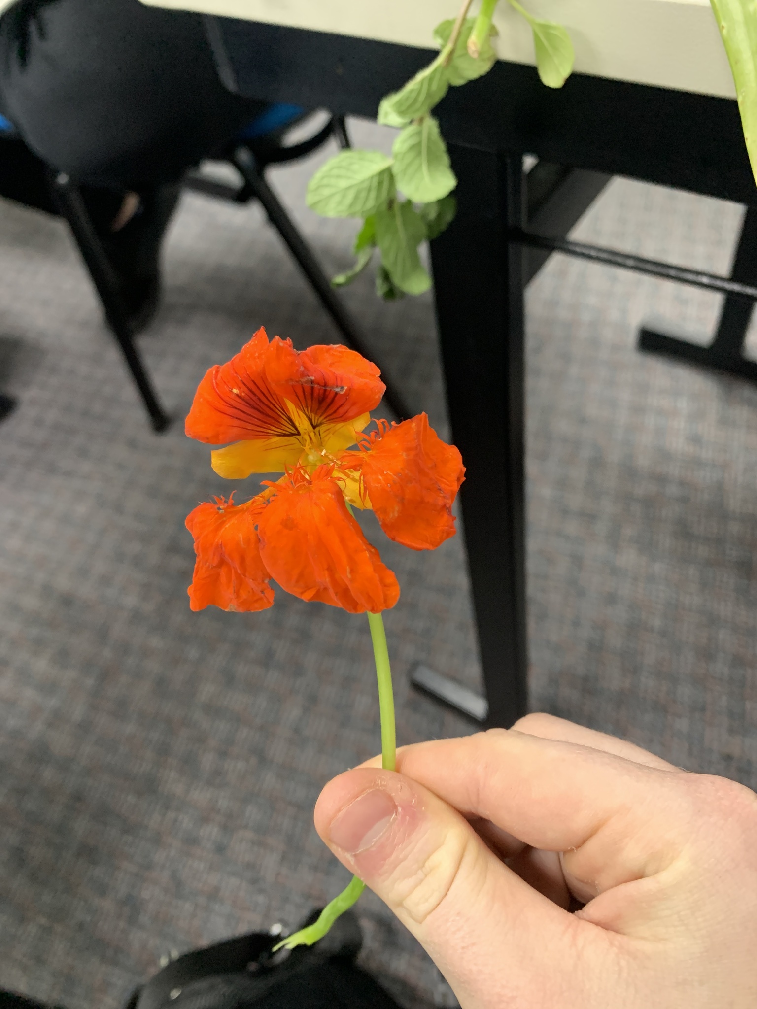 Tropaeolum majus