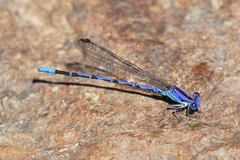 Argia extranea