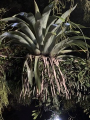 Vriesea gigantea