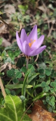Crocus longiflorus