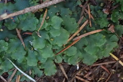 Pellia neesiana