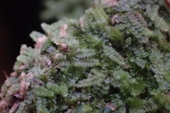 Calypogeia