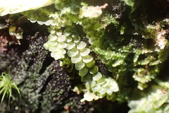 Calypogeia