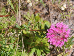 Pimelea rosea