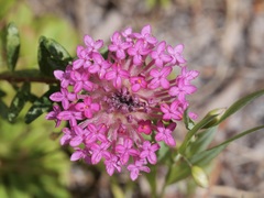 Pimelea rosea