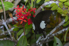 Papilio iswara