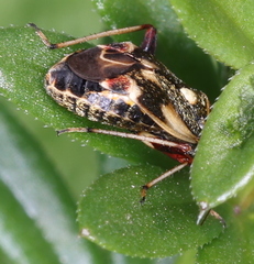 Polymerus
