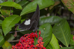 Papilio iswara