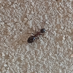 Dolichoderus quadripunctatus