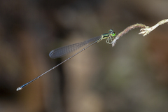 Amphicnemis gracilis