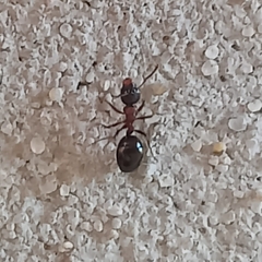 Dolichoderus quadripunctatus