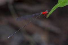 Amphicnemis gracilis