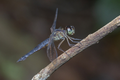 Orchithemis pulcherrima