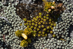 Colobanthus brevisepalus