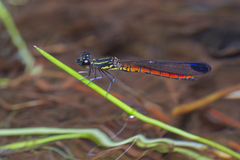 Libellago aurantiaca