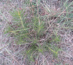 Stillingia texana