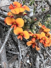 Dillwynia sericea