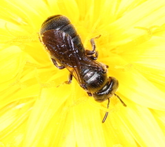 Ceratina