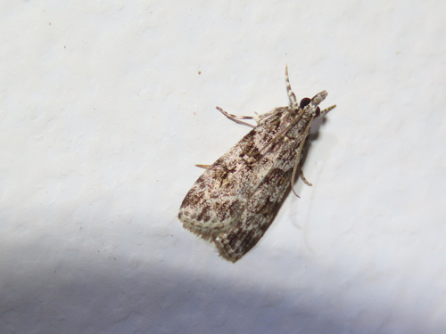 Double-striped Scoparia Moth photo 5