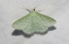 Synchlora aerata