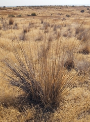 Leymus cinereus