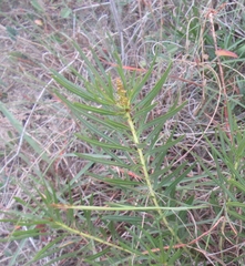 Stillingia texana