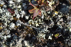 Xanthoparmelia semiviridis