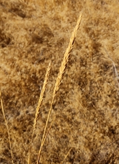 Leymus cinereus