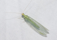 Chrysoperla